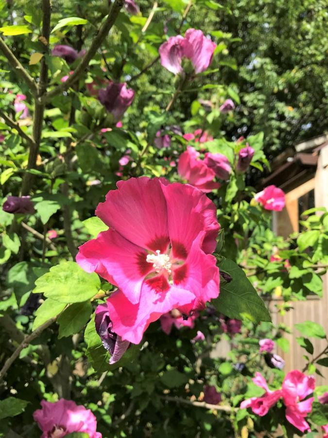 Bells Cottage Alderton  外观 照片